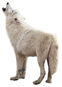 Wolf PNG-23182